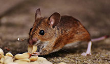 24 Hour & Emergency Exterminators in White Cottage, OH